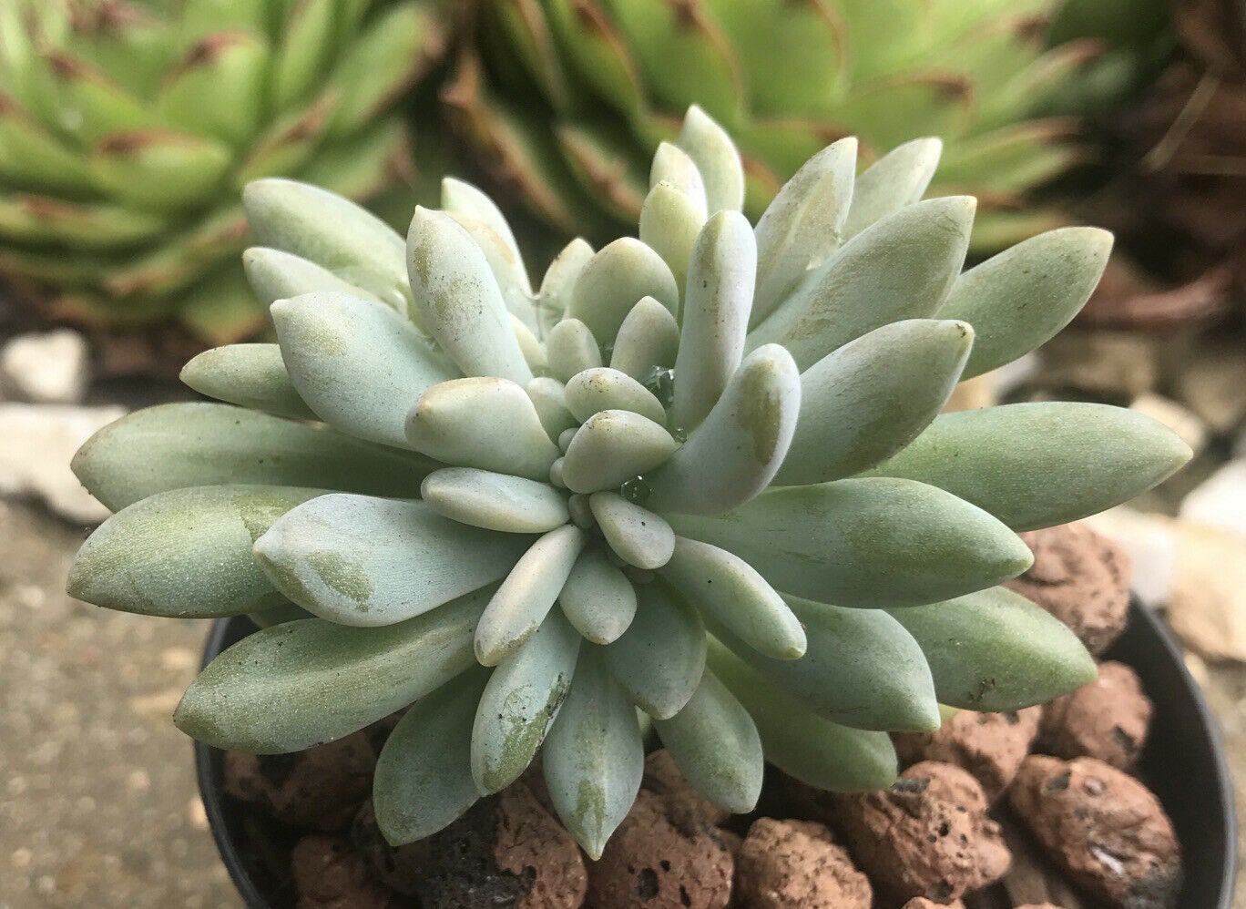 Pachyveria Elaine Wright Crested Succulent Rare Live Plant 80 cm Pot ...