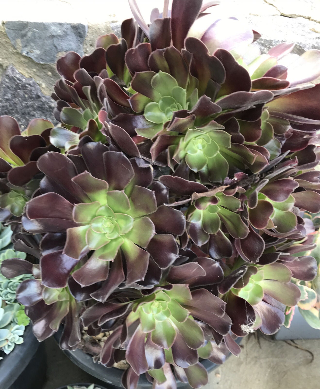 Aeonium Arboretum var Atropurpeum, Black Rose, Large Cutting ...